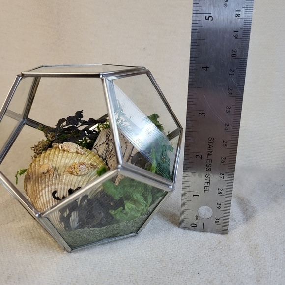 Ethically Sourced Ocean Scene in Terrarium - Picture 11 of 11